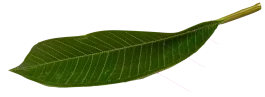 FormPlan
