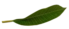 FormPlan